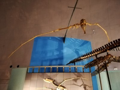 Fukui Prefectural Dinosaur Museum 20210504 41