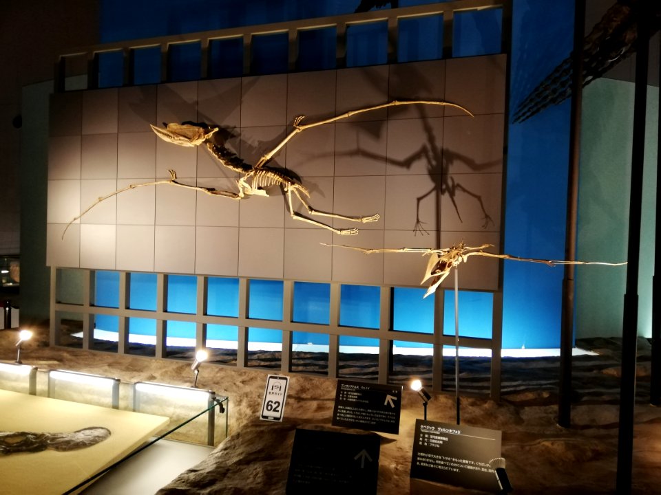 Fukui Prefectural Dinosaur Museum 20210504 40