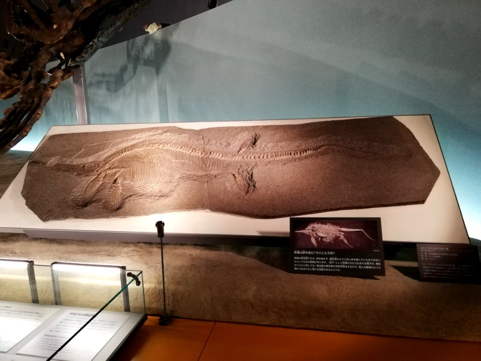 Fukui Prefectural Dinosaur Museum 20210504 46