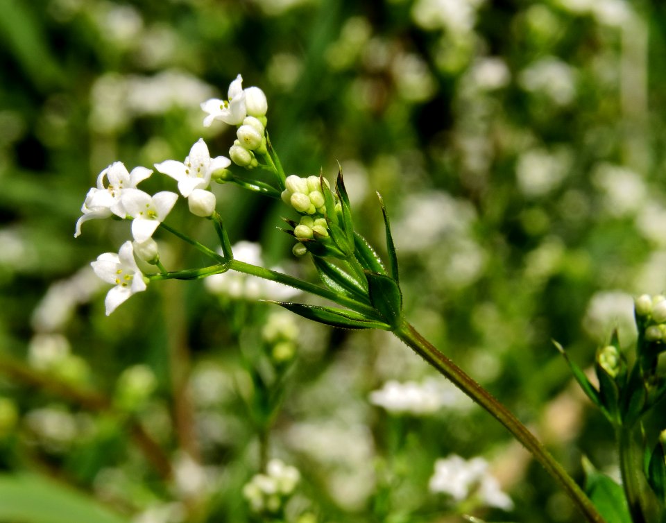 Galium uliginosum Rokach2