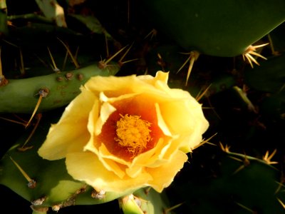 Opuntia ficus-indica flower - Île de Ngor