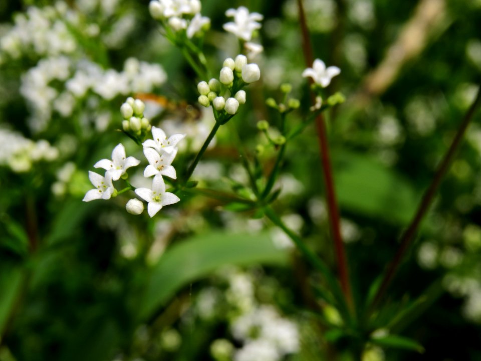 Galium uliginosum Rokach4