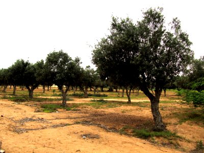 Olive trees in Namibe provincve, Angola photo