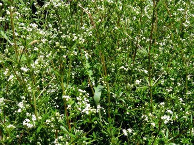Galium uliginosum Rokach1
