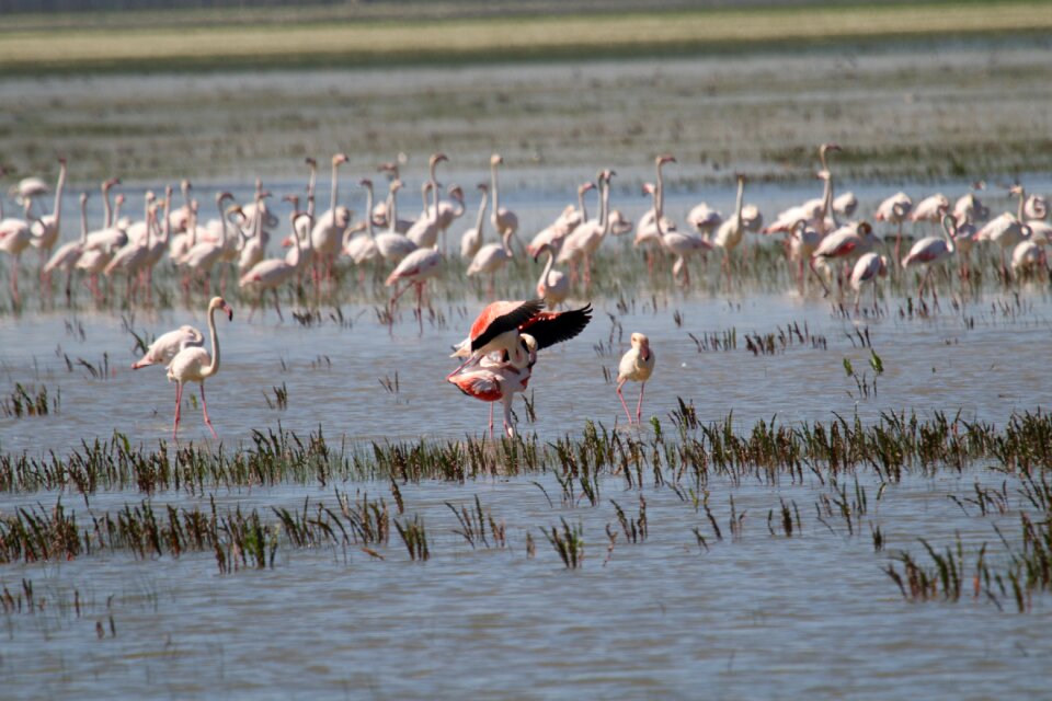Bird wildlife fauna