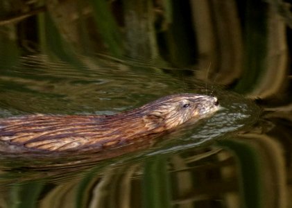 Ondatra zibethicus Kiev
