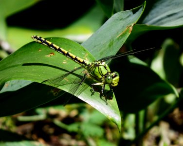Ophiogomphus cecilia Kiev1