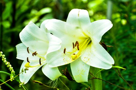 Summer plant garden photo