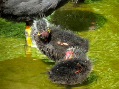 Fulica atra Moczydło 07