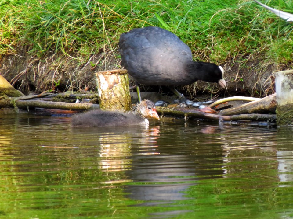 Fulica atra Moczydło 03