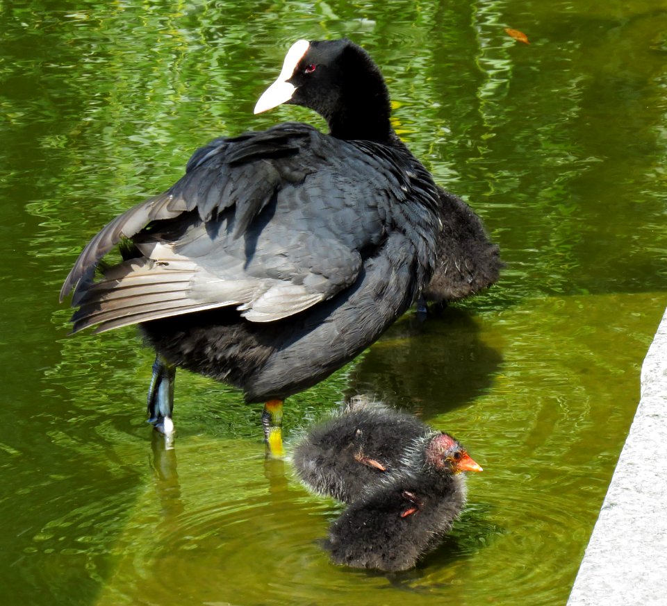 Fulica atra Moczydło 09