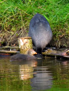 Fulica atra Moczydło 02