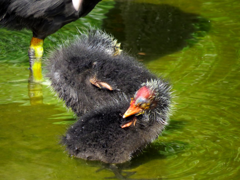 Fulica atra Moczydło 05