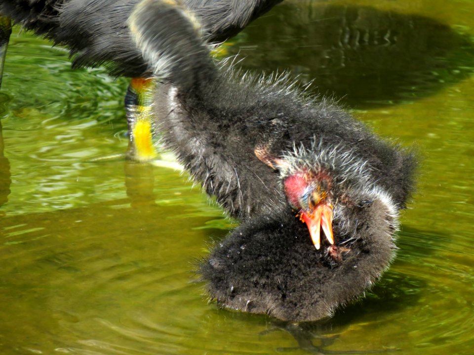 Fulica atra Moczydło 06