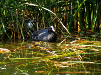 Fulica atra Moczydło 04
