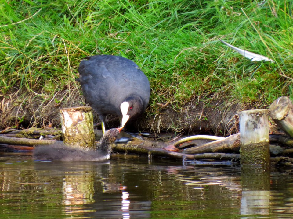 Fulica atra Moczydło 01