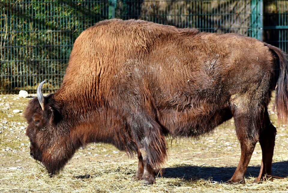 Buffalo american bison wild
