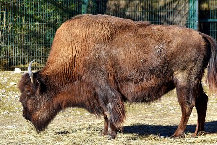 Buffalo american bison wild photo