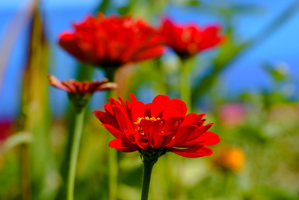 Summer plant garden