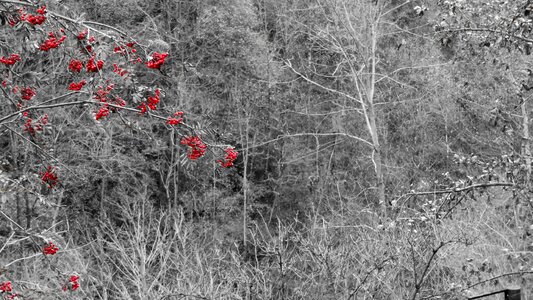 Black white fruits of the forest red