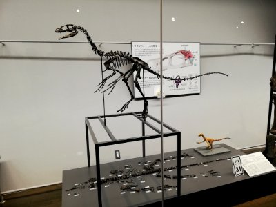 Fukui Prefectural Dinosaur Museum 20210504 23