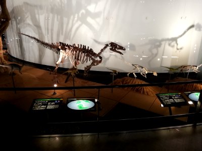 Fukui Prefectural Dinosaur Museum 20210504 16