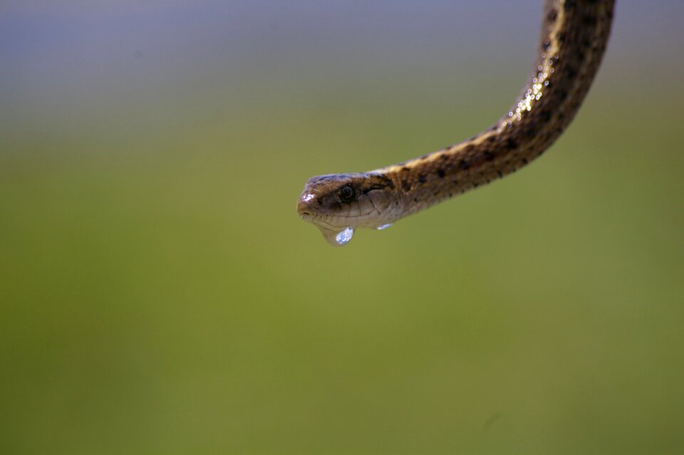 Snake reptile wildlife