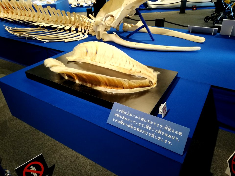 Fukui Prefectural Dinosaur Museum 20210504 58