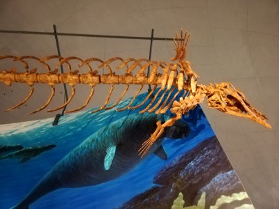 Fukui Prefectural Dinosaur Museum 20210504 30