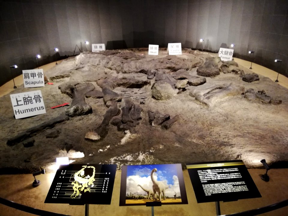 Fukui Prefectural Dinosaur Museum 20210504 02