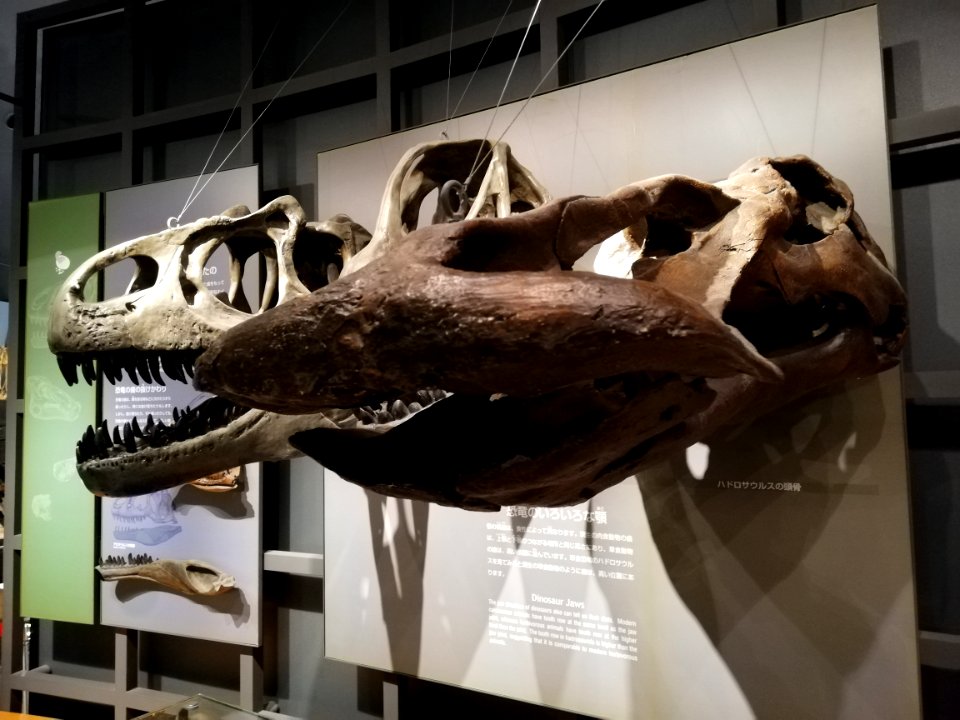 Fukui Prefectural Dinosaur Museum 20210504 04