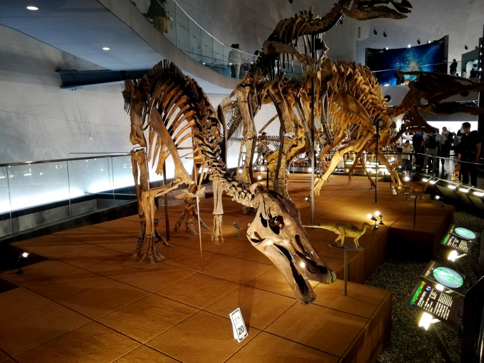 Fukui Prefectural Dinosaur Museum 20210504 14