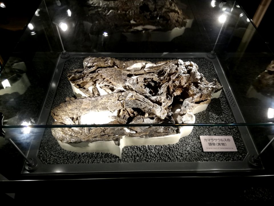 Fukui Prefectural Dinosaur Museum 20210504 11