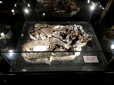 Fukui Prefectural Dinosaur Museum 20210504 11