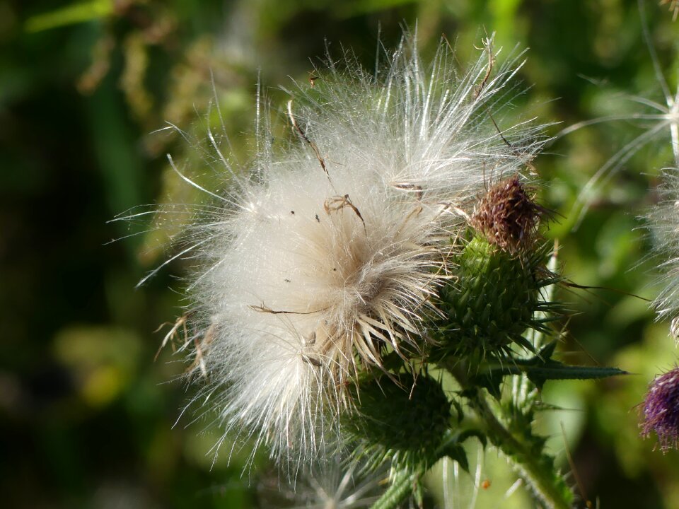 Blossomed out fluffy prickly