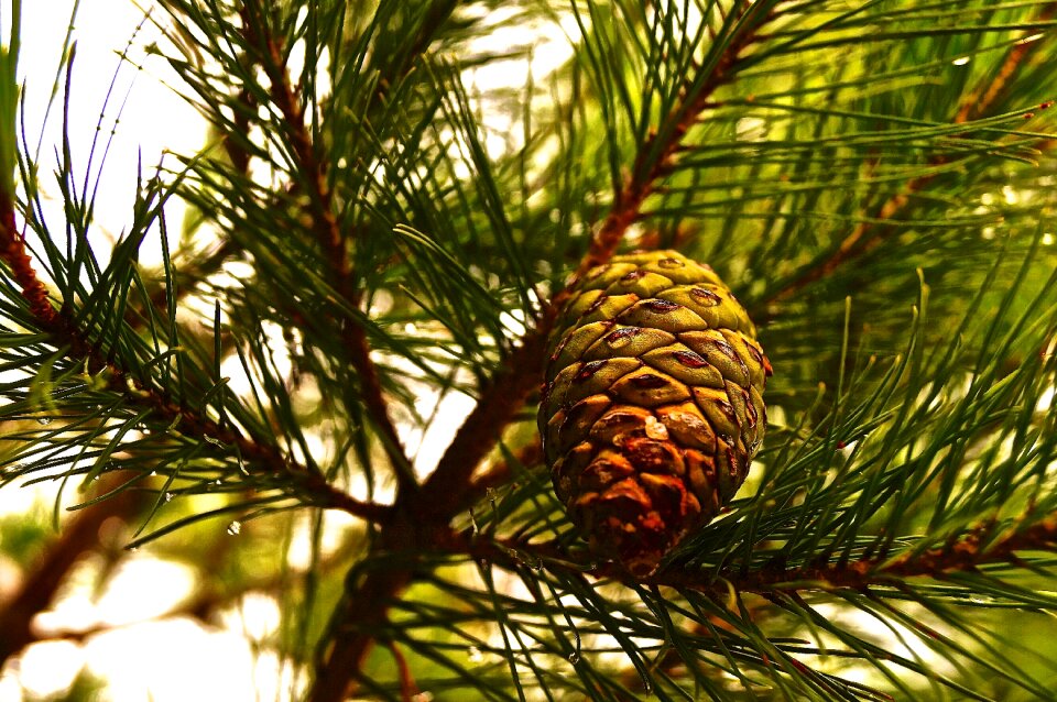 Conifer branch croatia