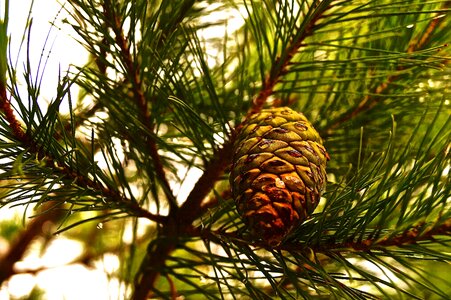 Conifer branch croatia