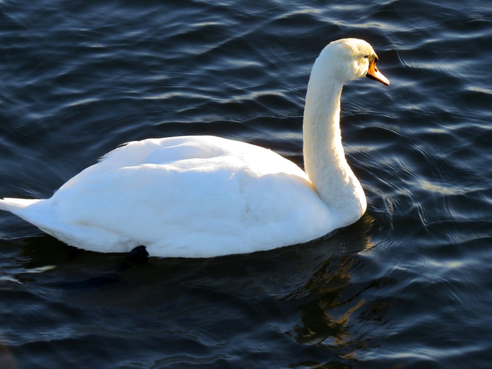 Gdańsk Opływ Motławy 007