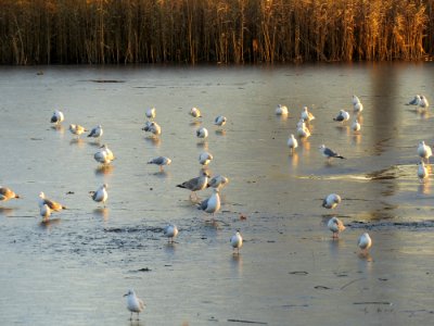 Gdańsk Opływ Motławy 003