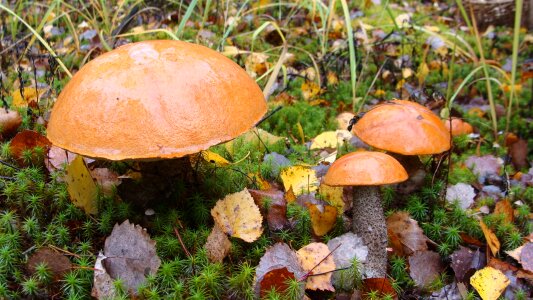 Autumn forest orange