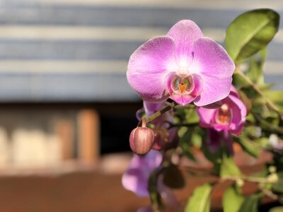 Plant nature orchid
