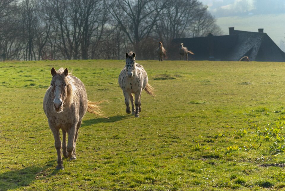 Gallop prairie field