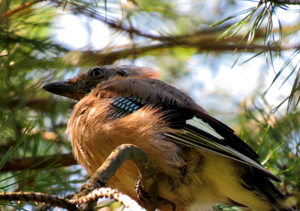 Garrulus glandarius juvenile Kiev1