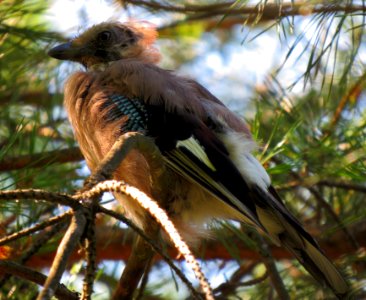 Garrulus glandarius Kiev2