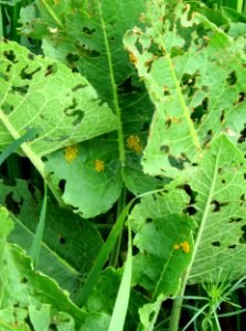 Gastrophysa viridula eggs Muromets3