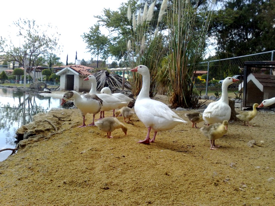 Gansos en Ixtapan de la Sal III