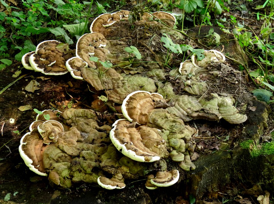 Ganoderma applanatum Holosiiv