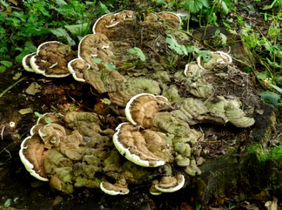 Ganoderma applanatum Holosiiv