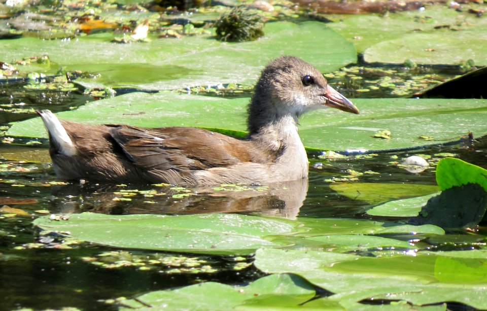 Gallinula chloropus Rusanivka