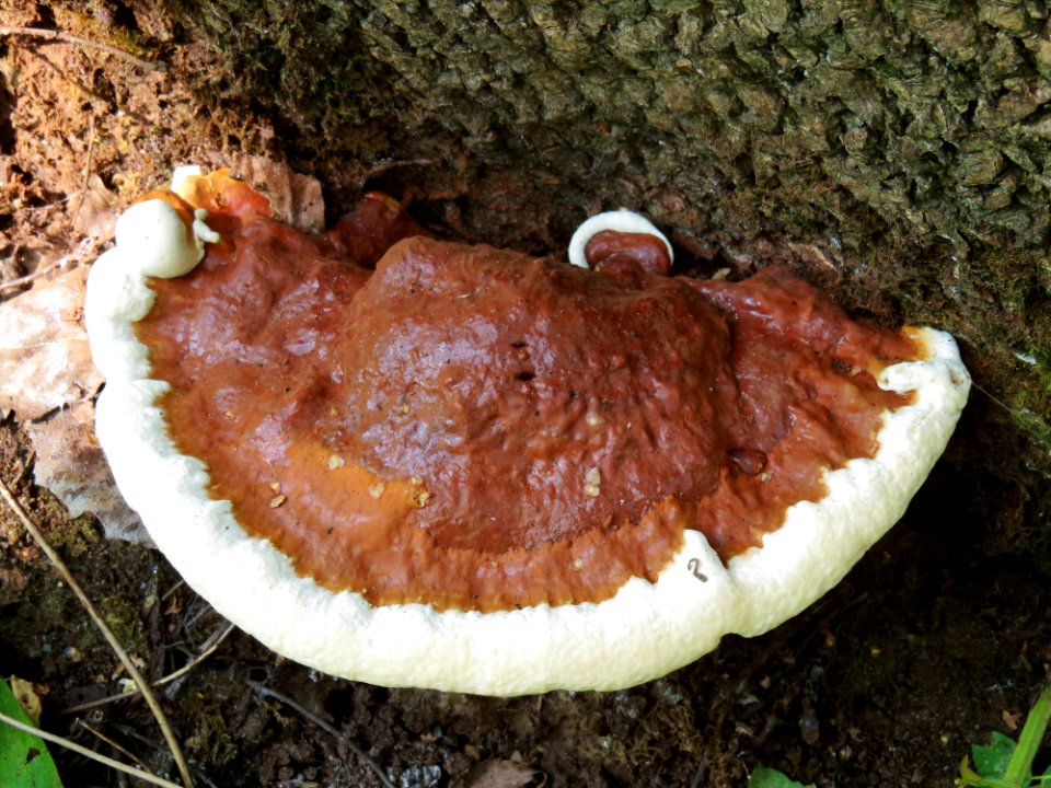 Ganoderma resinaceum Bykivnia2